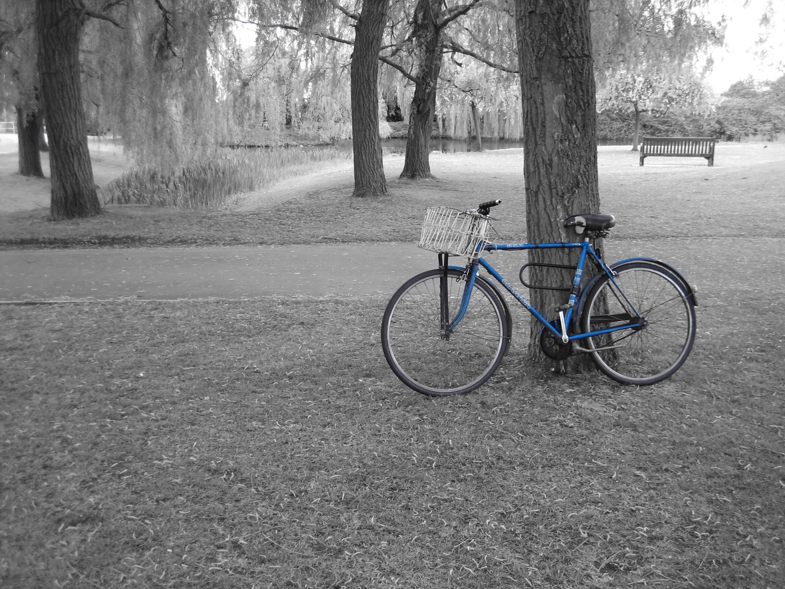 🚙 토요타 센츄리