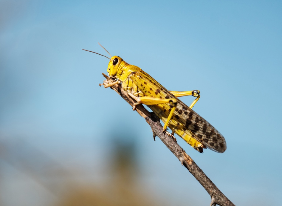 🦗 Learn from Locusts